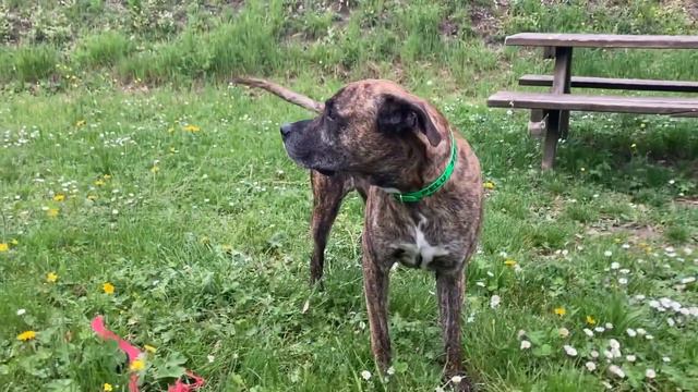 LA CANZONE DEL CANE PELÙ (Omaggio musicale by Joe Natta) смотреть онлайн