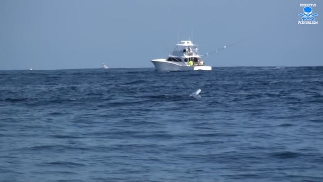 AMAZING BLUE MARLIN FOOTAGE - A MUST SEE !!! смотреть онлайн
