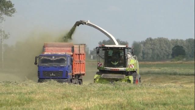 Уборка сенажа 2023 - CLAAS JAGUAR 870 в оАо Колядичи смотреть онлайн