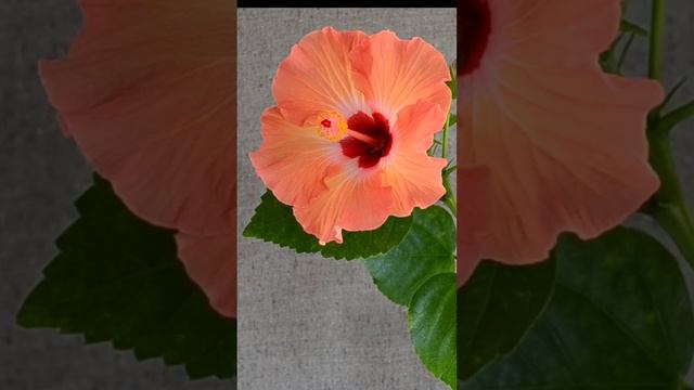 Гибискус Bangkok смотреть онлайн