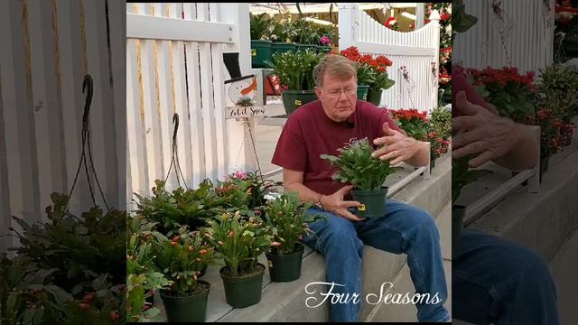 Your Grandmothers Favorite Plant смотреть онлайн