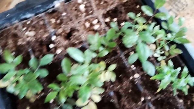 Работа с вегетативными черенками! смотреть онлайн