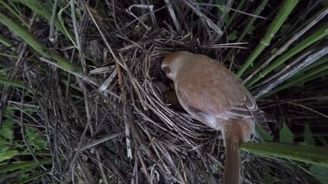 Жулан gp160620 1 10 3 ♂ дал паука, ♀ скормила, съела помет