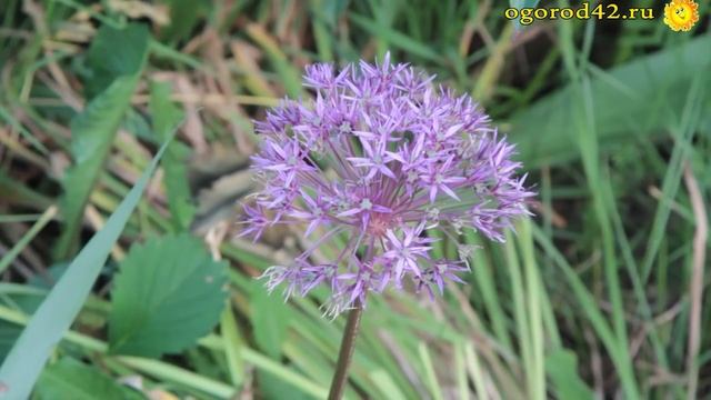 Июльский цветник: многолетники и летники. Цветы - в саду все лето смотреть онлайн