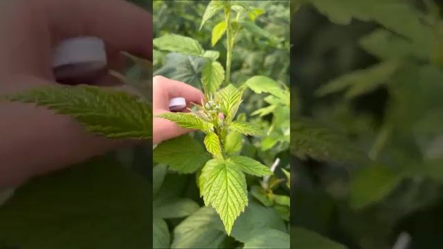 что значит малиновое дерево? обрезка по Соболеву! смотреть онлайн