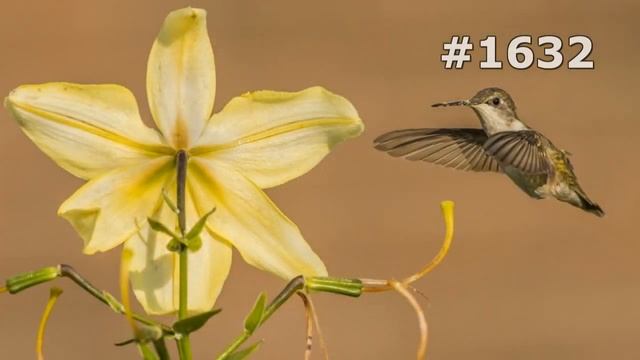 #1632. Колибри (В мире животных) смотреть онлайн