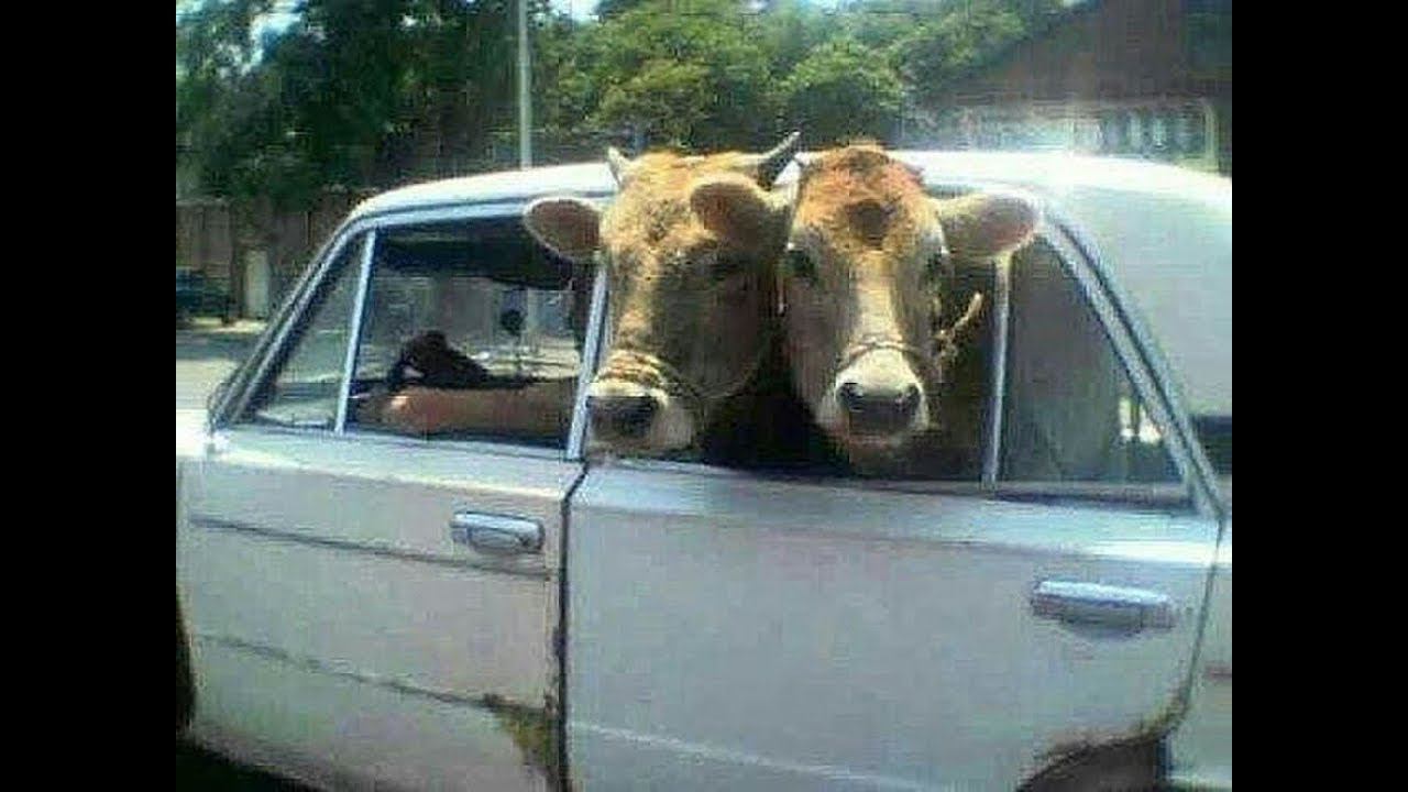 Корова в автомобиле. Когда нет ГАЗели, но корову везти надо. Cow in car, Russian cars. смотреть онлайн