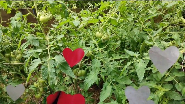 Урожайные сорта томатов/Сорт Локомотив/Обзор и отзыв смотреть онлайн