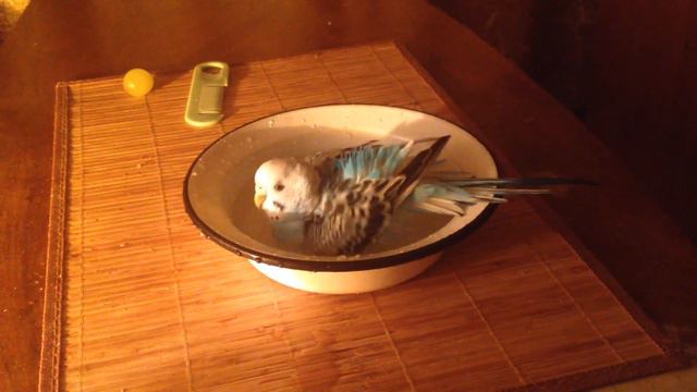 Попугай принимает ванну | Parrot taking a bath смотреть онлайн