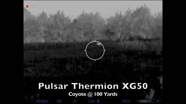 Thermal Hog Hunting | Pulsar Thermion XG50 & Trail 2 XP50 LRF