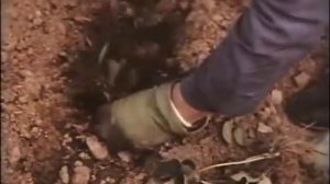 Выращивание клубники в СССР.