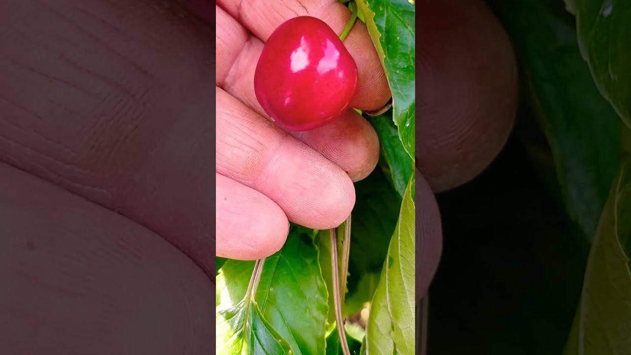 Черешня сорта Бахор смотреть онлайн