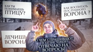 Как ворон привлекает внимание? Он умеет обижаться и летать высоко.