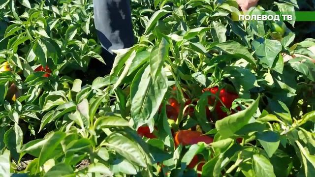 ЛУЧШИЕ КУБОВИДНЫЕ ПЕРЦЫ ДЛЯ ОТКРЫТОГО ГРУНТА! "АМАРОК" И "ГЕРКУЛЕС"! #перцы #агробизнес #геркулес смотреть онлайн