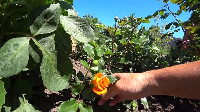 Жаркое кубанское утро и сумасшедшая мультифлора. смотреть онлайн