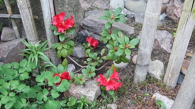 Рододендрон ПОЛЗУЧИЙ 'Скарлет Вондер смотреть онлайн