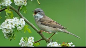 Соловьиные трели, звуки леса, пение соловья