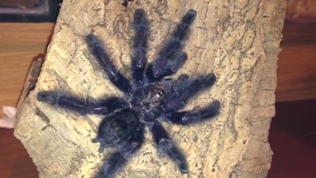 Avicularia Purpurea MM !BEAUTIFUL!