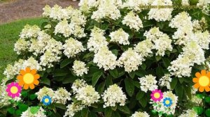 Гортензия метельчатая Беби Лейс. Краткий обзор, описание hydrangea paniculata Baby Lace