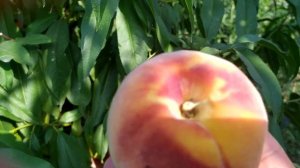 Персик PF 23 Флеминг Фьюри (PF 23 Flamin' Fury)