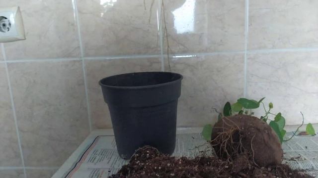 Стефания прямостоячая!!! Египет - как привезти растения домой???? смотреть онлайн