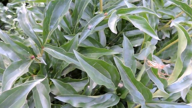 Обед паука смотреть онлайн