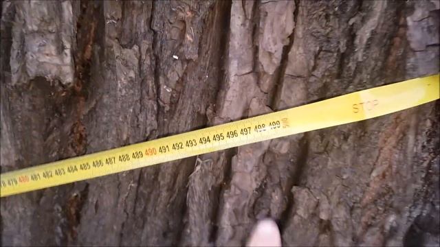 1000 летнее дерево и античные руины в Подмосковье. смотреть онлайн
