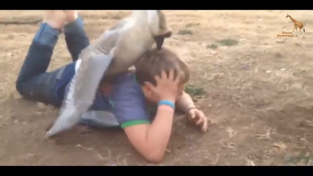 Злые Гуси Нападают на Людей | Подборка смотреть онлайн