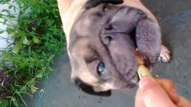 Всеядный Мопс смотреть онлайн