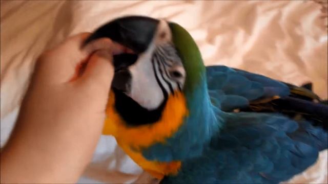 Сине-жёлтая радость смотреть онлайн