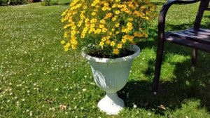 Топ 5 Красивых и Неприхотливых Однолетников для кашпо и Вазонов. #garden #сад #неприхотливыецветы