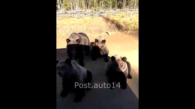 Банда Медведей просят ЕДЫ у Водителей. Голодные Мишки:) смотреть онлайн