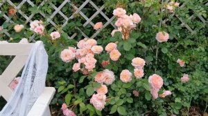 Розы Massad Елизабет Стюарт Elizabeth Stuart и Андре Турка Andre Turcat