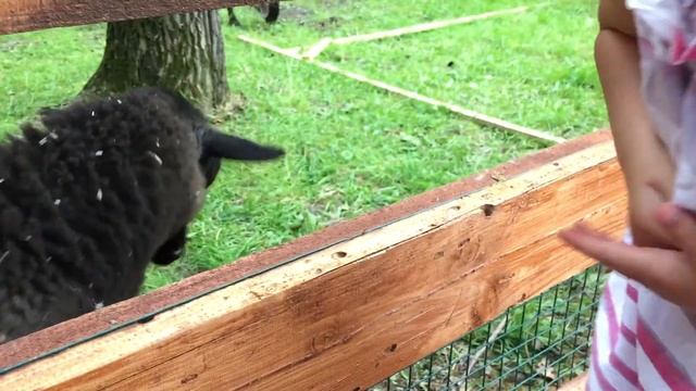 Контактный зоопарк Внуково Аутлет смотреть онлайн