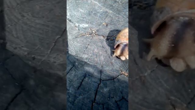 Ищу улиток в лесу смотреть онлайн