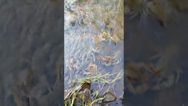 Сибирь, раки, Красноярский край. Назарово, река Ададымка. смотреть онлайн