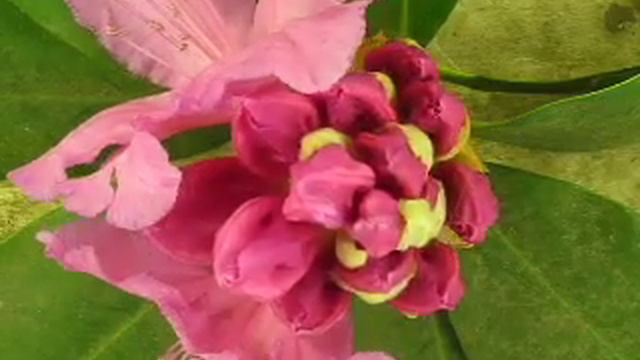 Rhodies смотреть онлайн