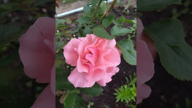 Роза - Королева Елизавета и лилии. смотреть онлайн