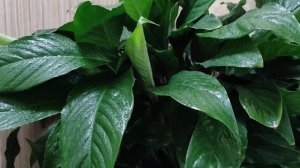 Женское счастье (спатифиллум), полив через поддон