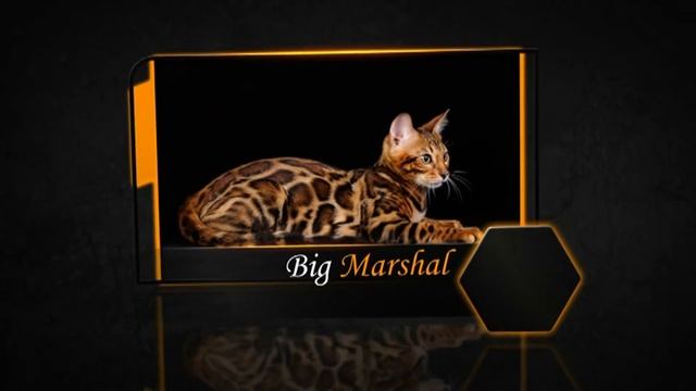 Питомник бенгальских кошек. 