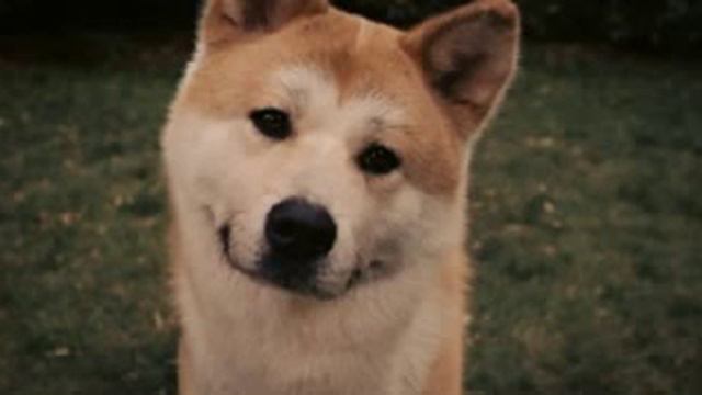 Песня про хатико смотреть онлайн