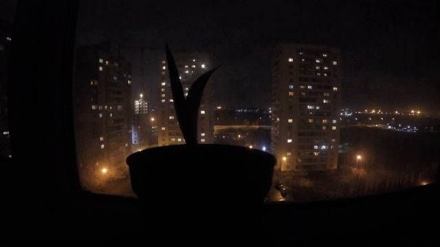 Как растет лилия