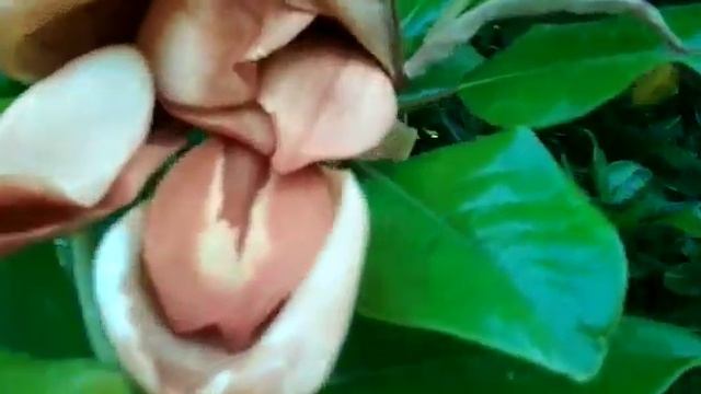 И снова магнолия... смотреть онлайн