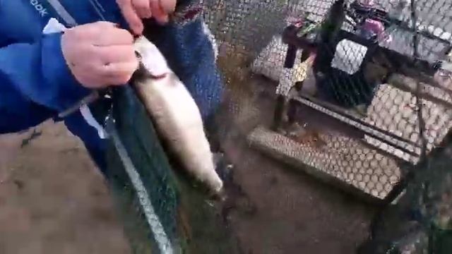 Светлые Горы форель 09.04.2023 смотреть онлайн