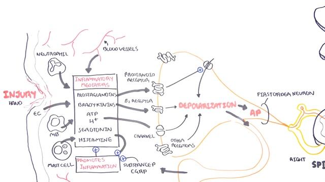 Pharmacology - Nonsteroidal Anti-Inflammatory Drugs (NSAIDs) (1).mp4 смотреть онлайн