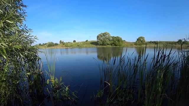 КРУПНЫЙ ЛИНЬ И ЖОР КРАСНОПЕРКИ!!ЛОВЛЯ НА МАХОВУЮ УДОЧКУ #рыбалка#SergeiBryanskFishStory смотреть онлайн