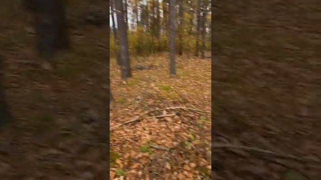 Яндекс навигатор тик ток смотреть онлайн