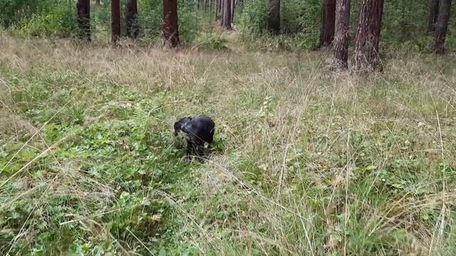 ГРУЗДИ КАК И ГДЕ РАСТУТ @МОЯ ПЛАНЕТА смотреть онлайн