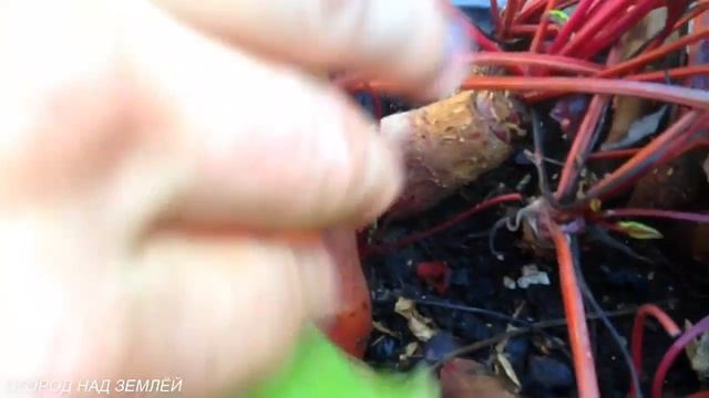 СВЕКЛА В ГОРШКЕ.ОЧЕНЬ ИНТЕРЕСНЫЙ ЭКСПЕРИМЕНТ! смотреть онлайн