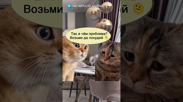 Несбыточная мечта #мыкотики #разговор #анекдот #шутки #коты #юмор #смешное #прикольно #мемы #cat смотреть онлайн